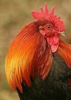 Cocosi de tara colorati, de talie mare