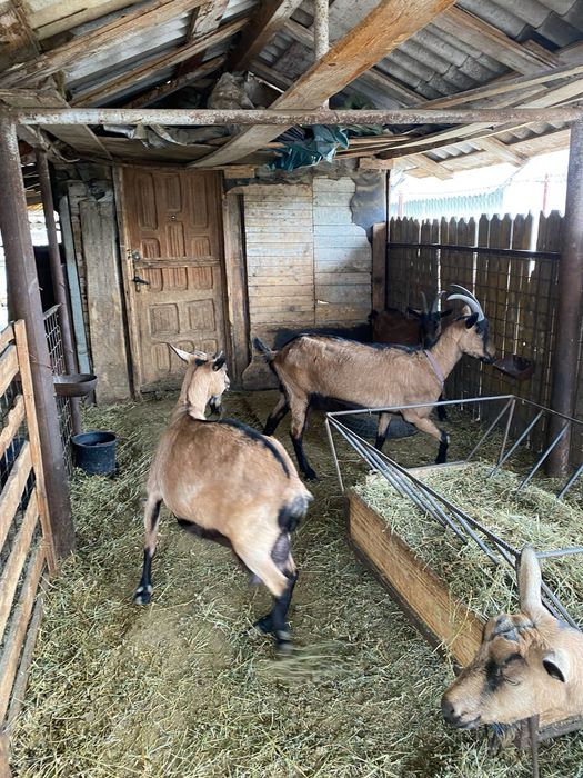Vând  iezi si iedute , capre rasa alpină franceză