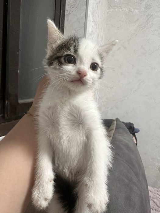 Котята 2-х месячные (бесплатно)