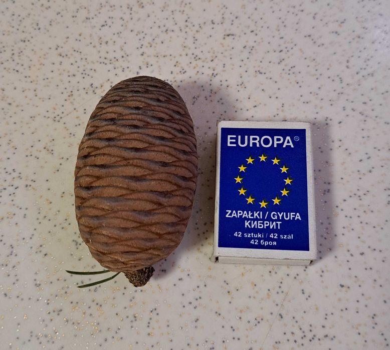 Рядко срещани, плътни шишарки, за декорация