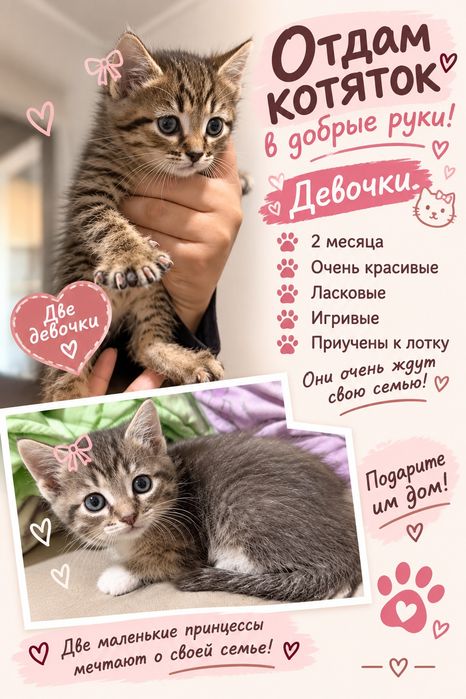 Отдам в добрые руки котят