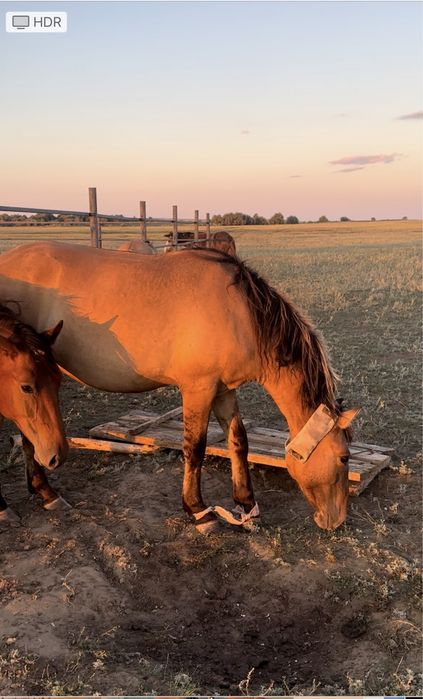 Мұғалжар МЗ айғыр құнан