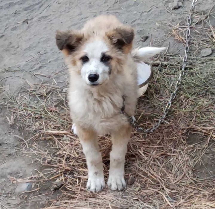 Щенок, метис акито ину, хаски