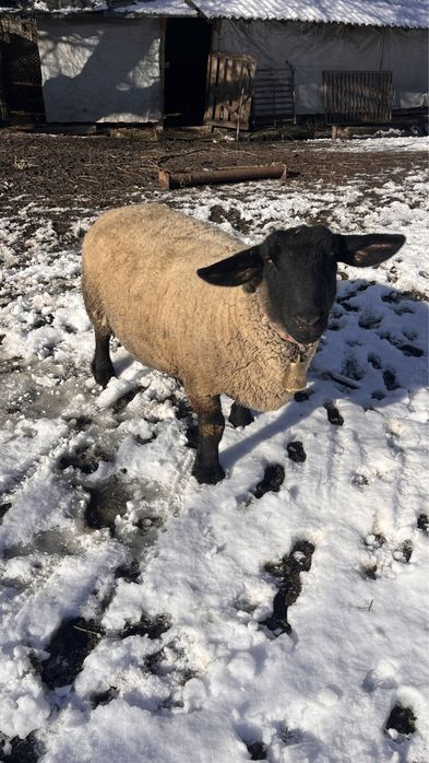 Vand oi sulffok pentru pretentiosi