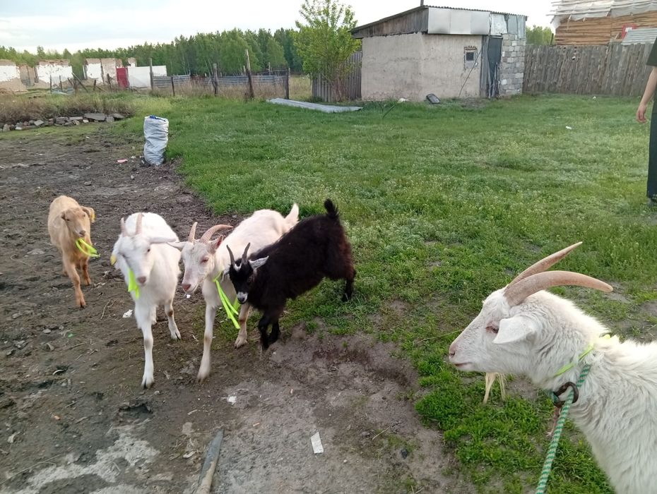 Козы дойные 4козыи козел  козленок