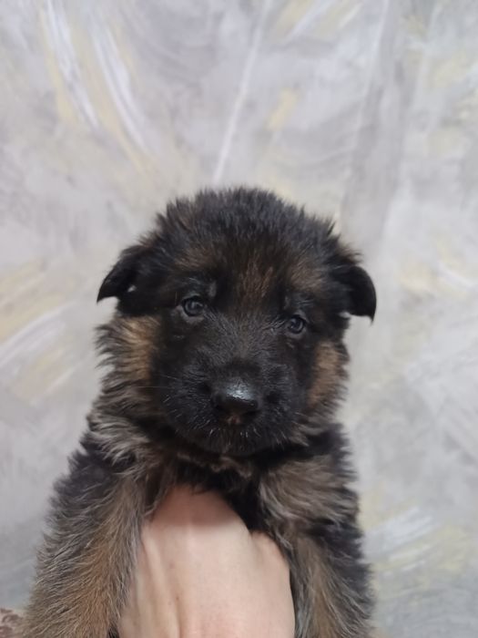 Щенки немецкой овчарки.