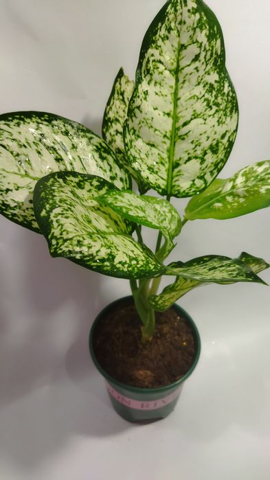 Продам сортовые Аглаонемы