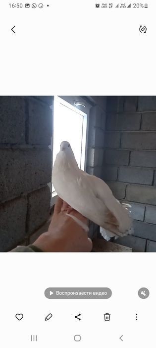 Павлин кептерлер