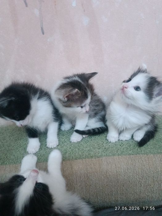 Отдам даром котят срочно