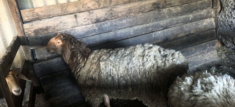 Қошқар сатылады.