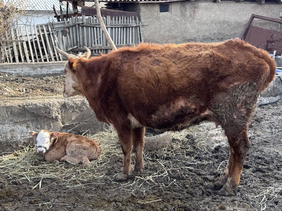 Бұзаулы сиыр сатылады, екі сиыр енді туады