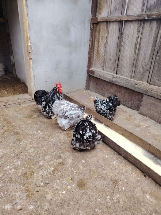 Ouă pentru incubat de cochinchina pitic