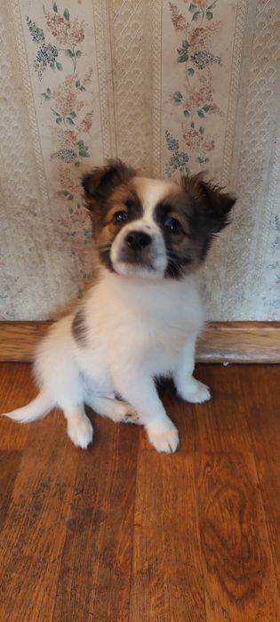 Щенки. 1 месяц. Домашнии