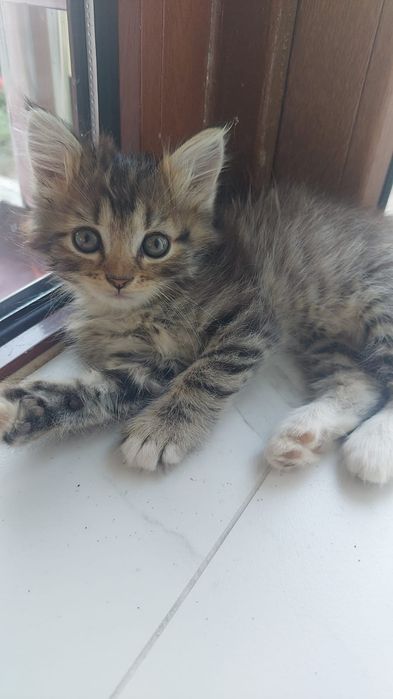Котята породистые
