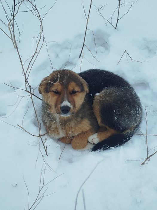 Замерзают щенки…