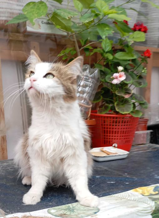 котята в хорошие, добрые руки