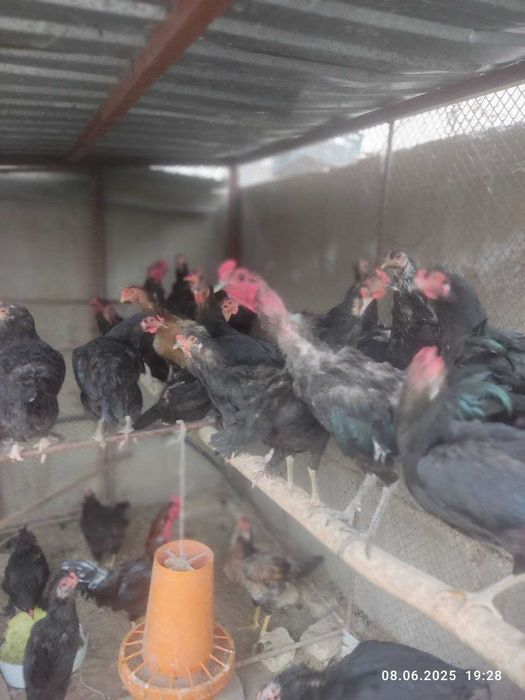 Qora uy tovuq sotiladi.