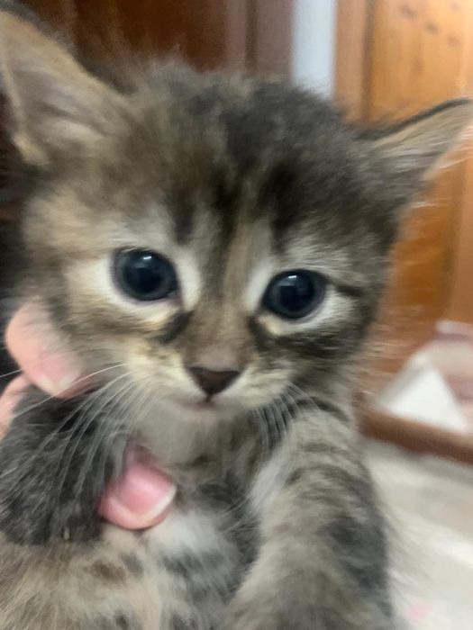 Котята бесплатно в добрые руки