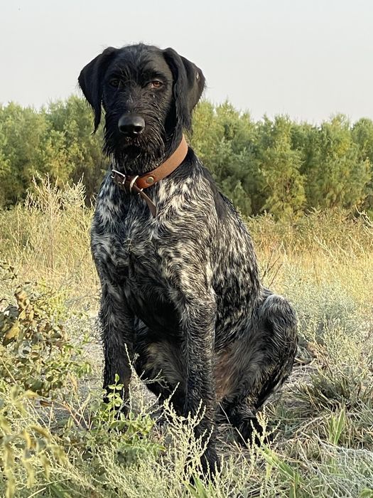 Продается щенок дойч дратхаара