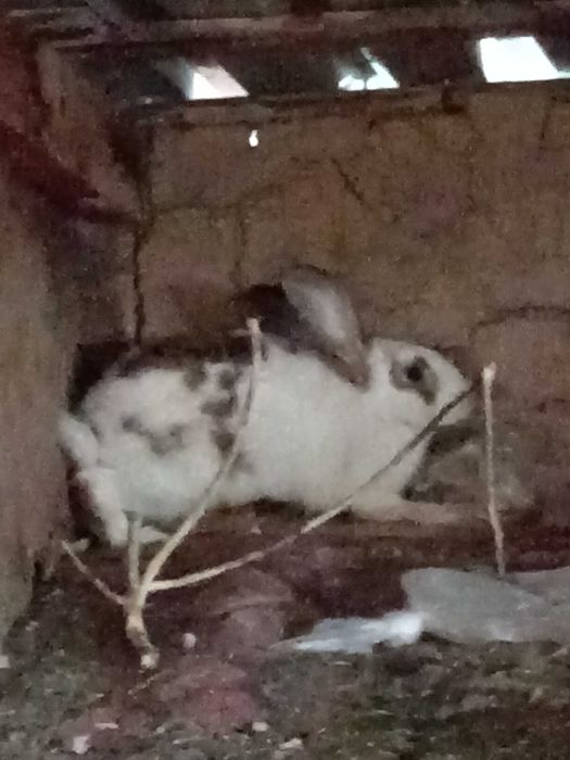 Quyon bolalari sotiladi