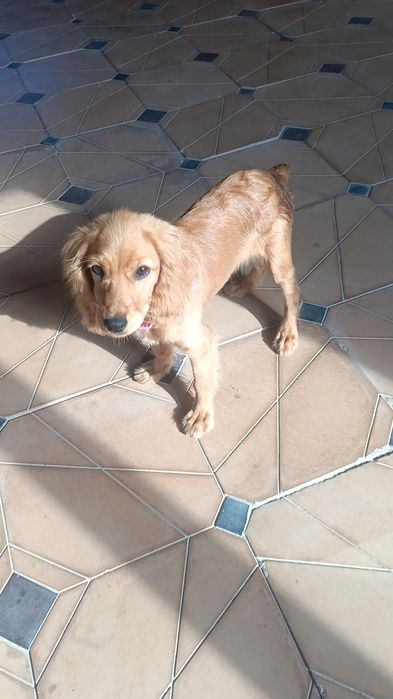 Золотистый Спаниель чисто кровная