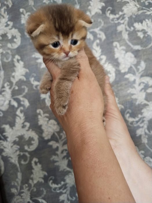 Котята шиншиллы продаются