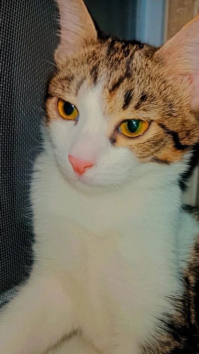 Юла очень красивый котёнок