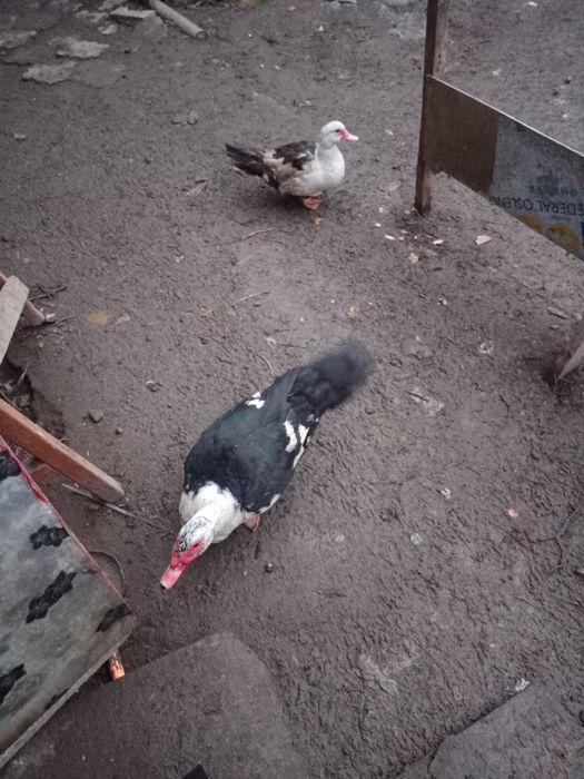 Продам индоуток, годовалые