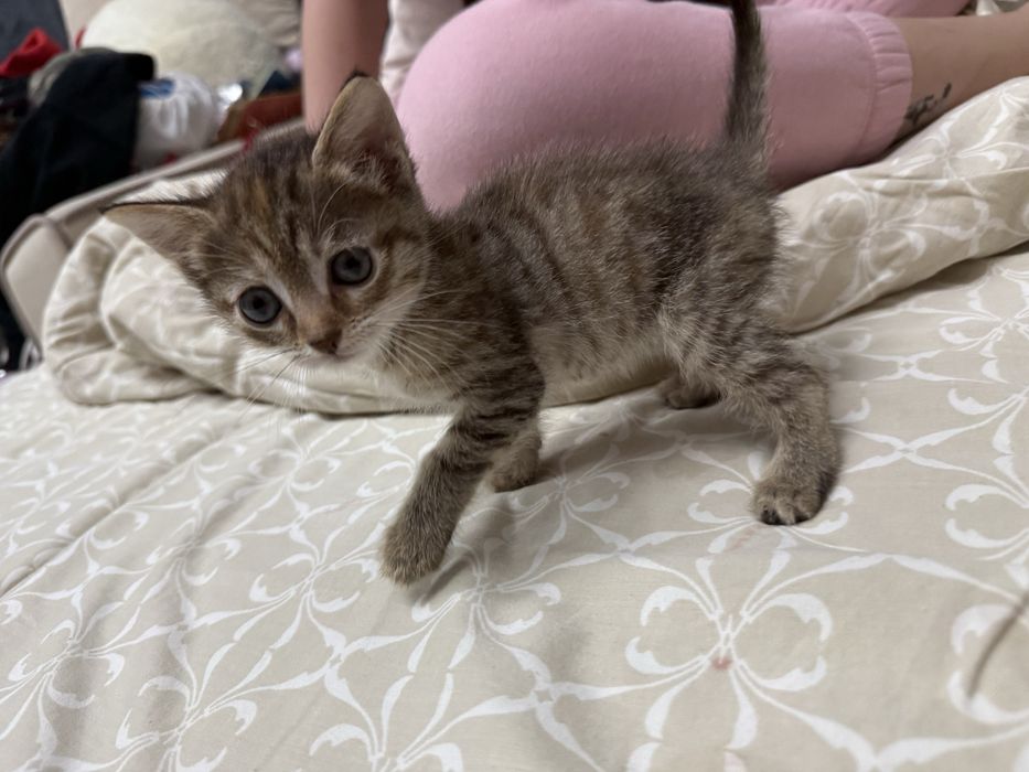 Отдам котенка в добрые руки