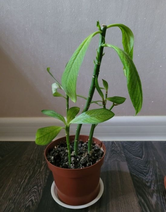 Фикус бенджамин от 1000 тг