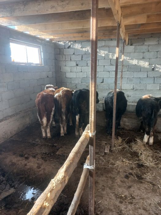 Сегіз тоғыз айлық буқалар