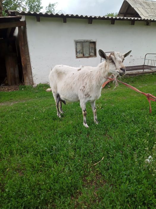 Сүтті ешкі сатылады