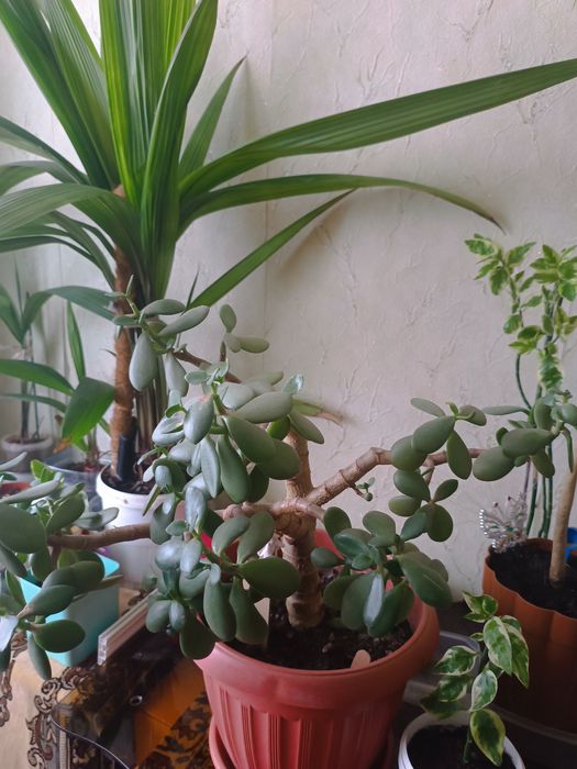 Продам комнатные цветы