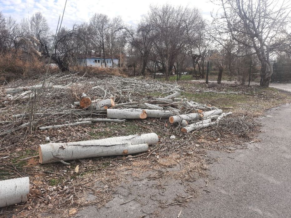 Продам тополиные дрова за 2миллиона