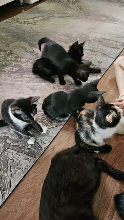 Отдам котят в добрые руки