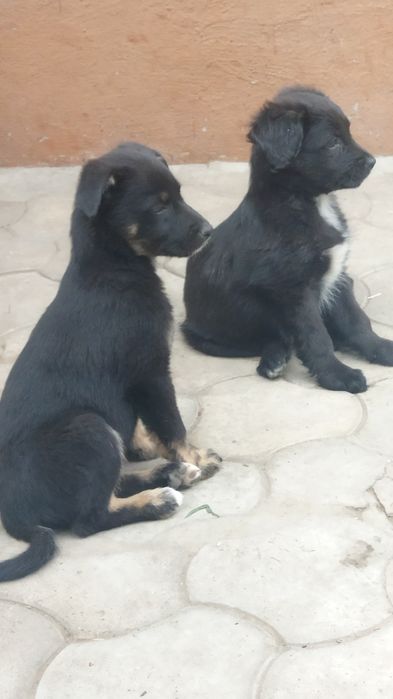 Отдаю щенков в добрые руки