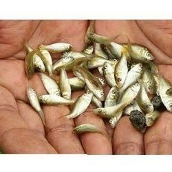 Puiet de crap si caras