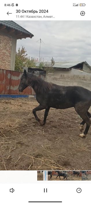 Конь 4 года ноги все целые