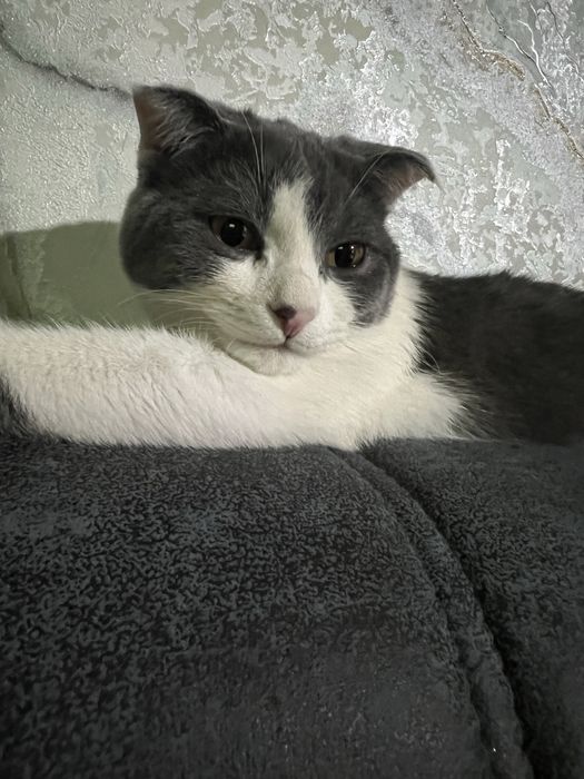 Продается шотладнский кот