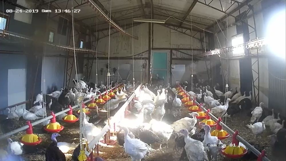 Curcani albi de carne 15 kg!!!