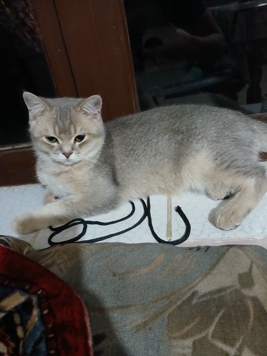 Mushuk shinshila