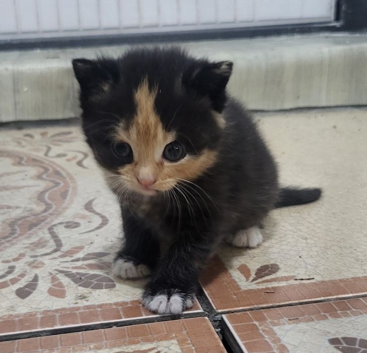 Котенок, породистый