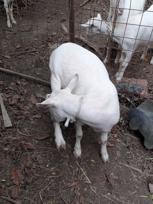 De vânzare iedita saanen