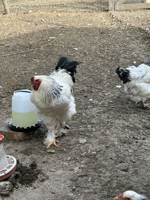 Matase Japoneza Cocos 3-4 luni