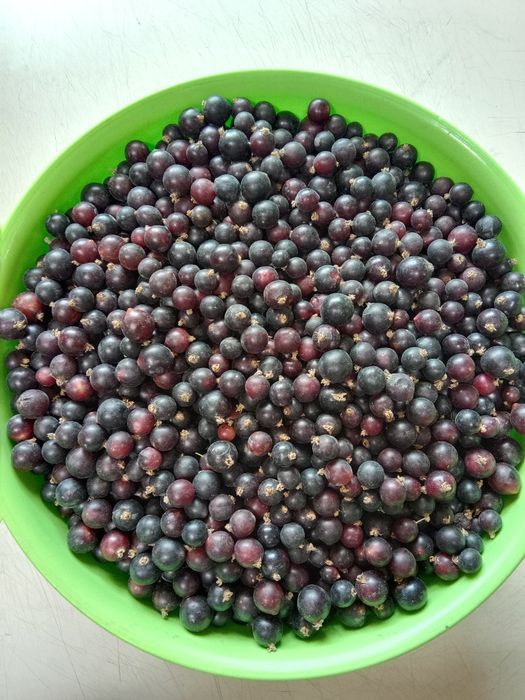 Продам домашнюю черную смородину.
