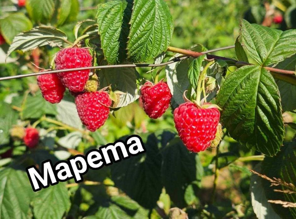 Plante de vânzare zmeura si mure