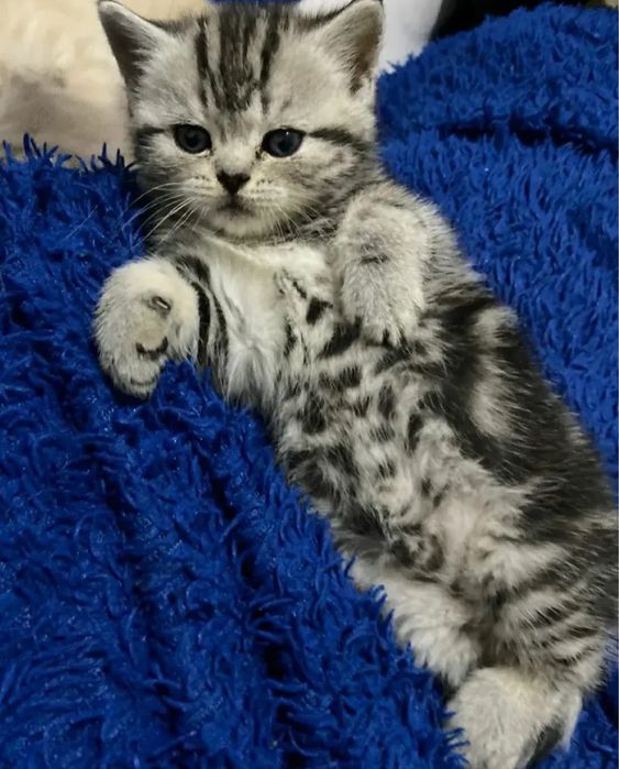 Шотландская скоттиш страйт