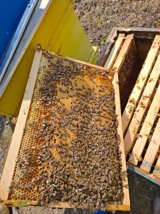 Продавам пчелни семейства