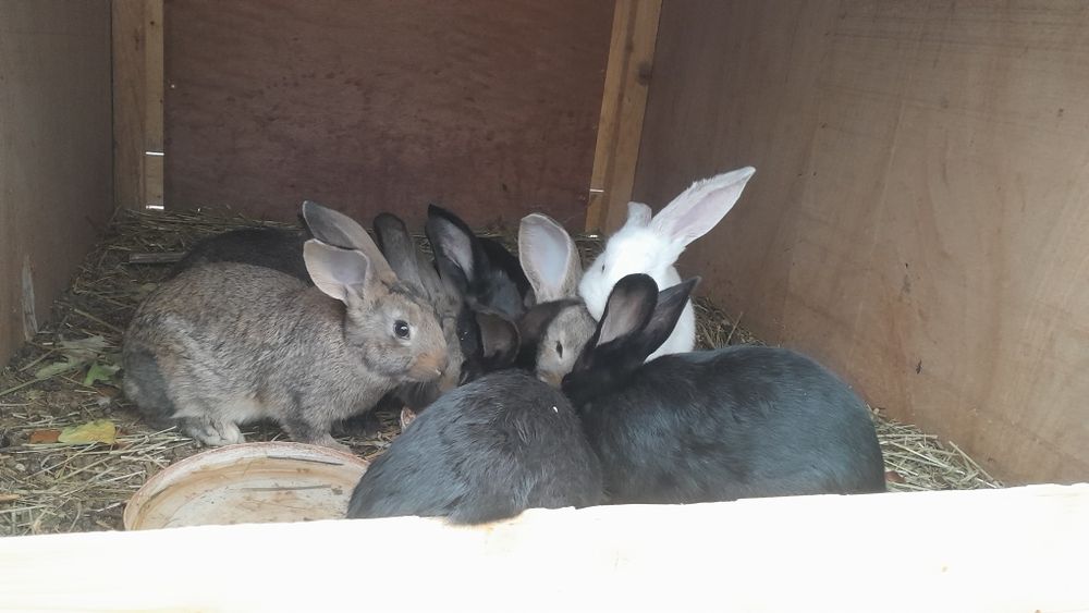 Продам кроликов 8 штук