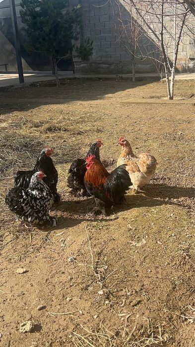 Хокинкин карликовый